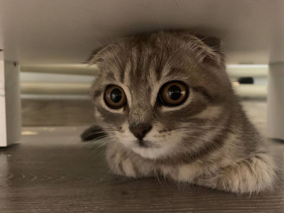 кіт весловухий, 1 рік