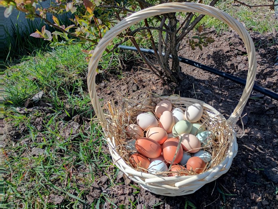 Jajka wiejskie bez paszy