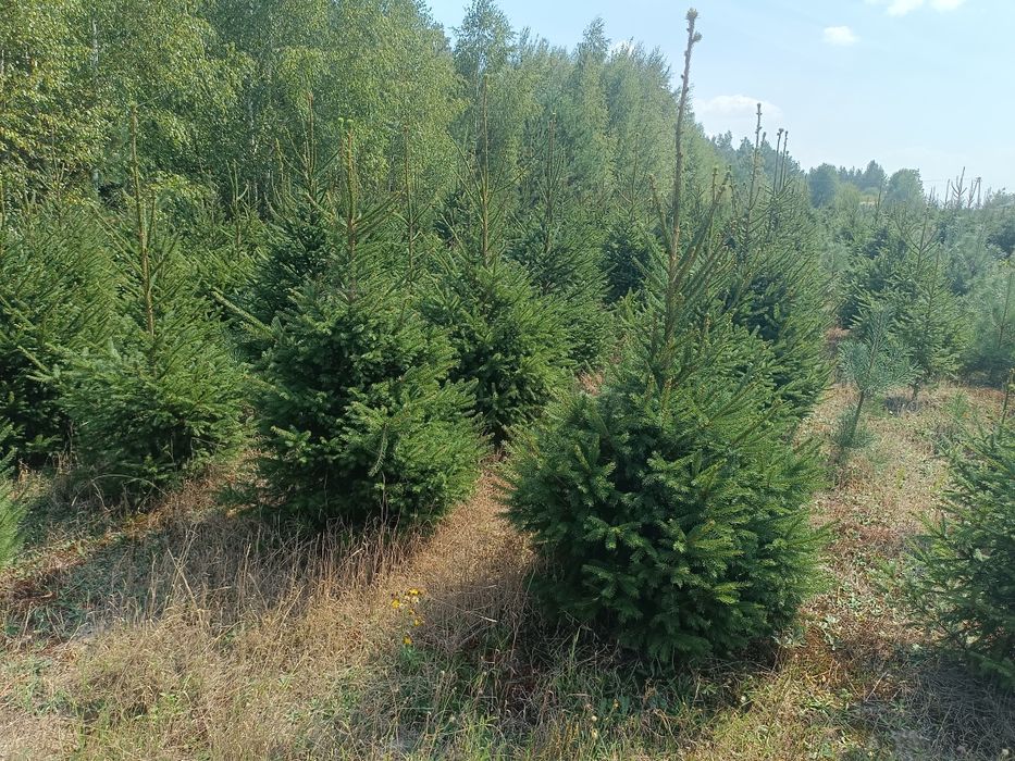 Świerk pospolity do ogrodu na żywopłot kopany nasadzenia transport