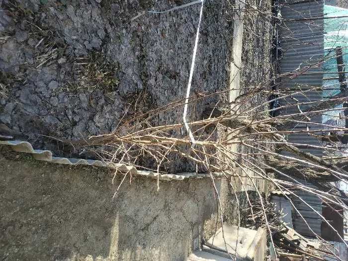 Саженцы домашние мичуринские; вишня Шпанка и Медовая слива..