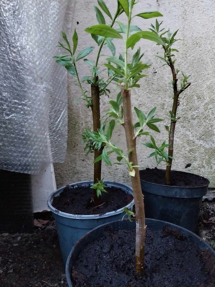 Wierzba sachalińska Salix udensis sadzonki unikat oryginał