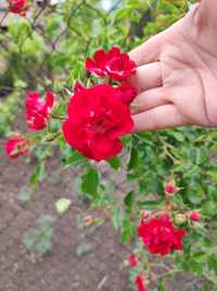 Саженец вьющей розы 2.5 лет