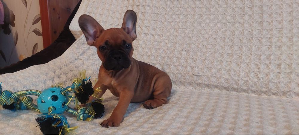 Szczeniak, buldog francuski, piesek