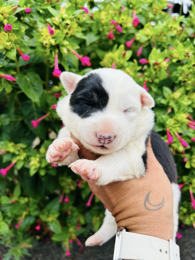 Excelente menina border collie tricolor