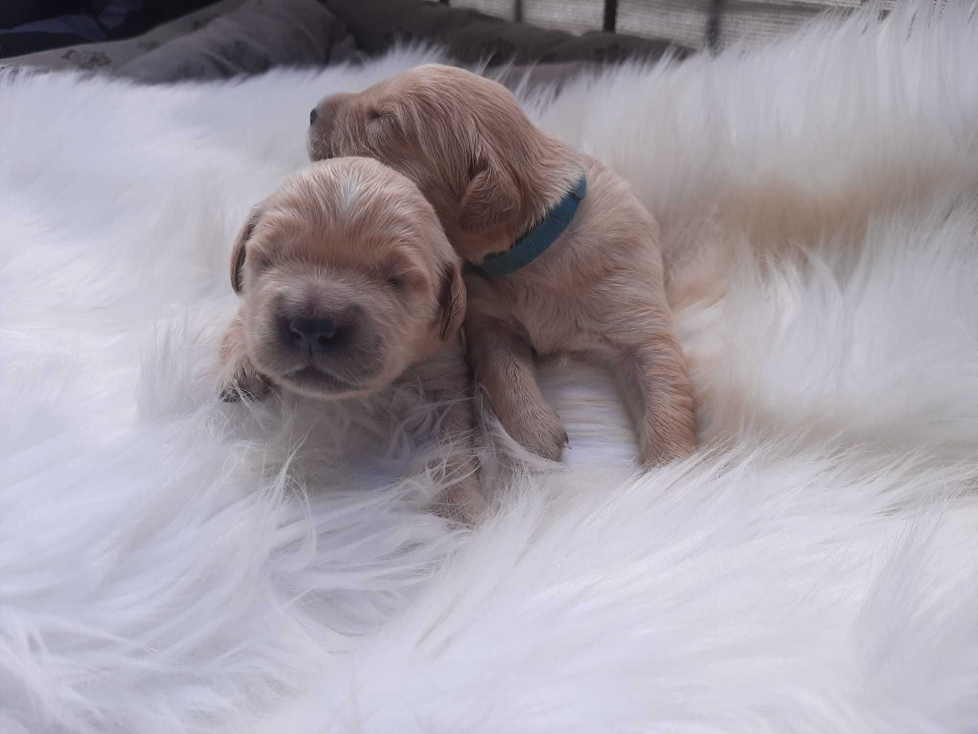 Szczeniak-i  Golden Retriever