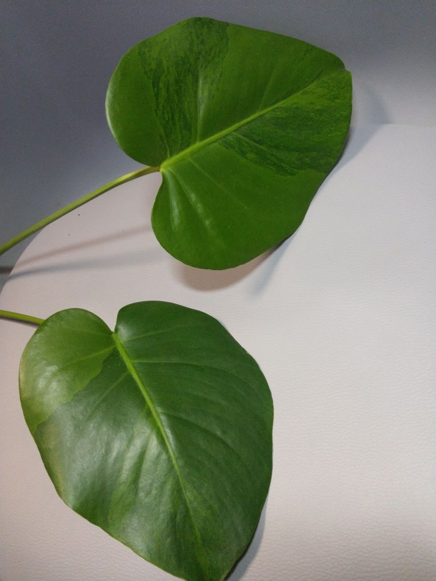 Monstera Green on Green szczyt dwulistny