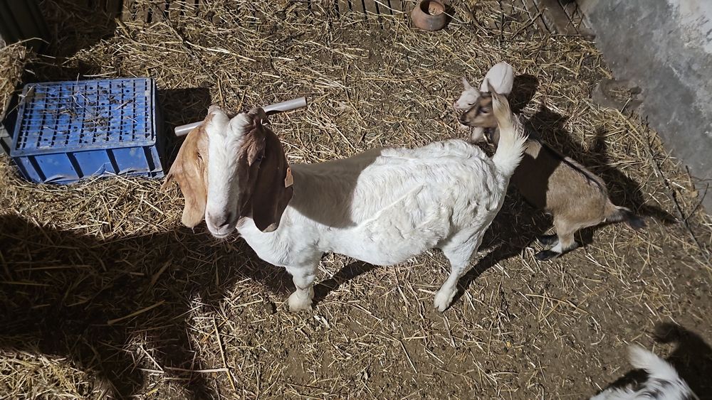 Cabras boer novas