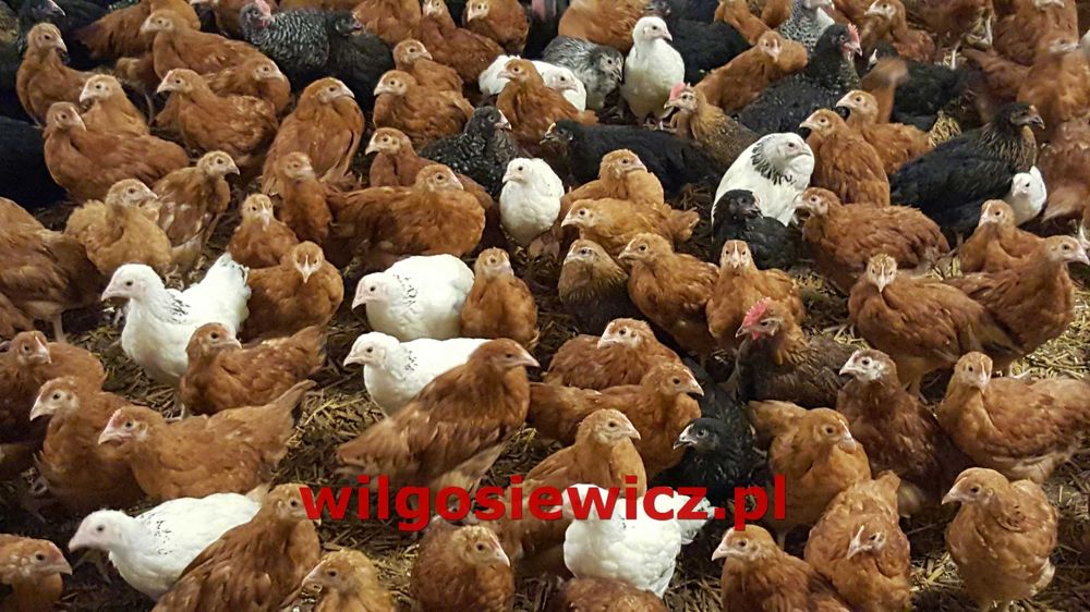 Kura Nioska ROSA Kolorow