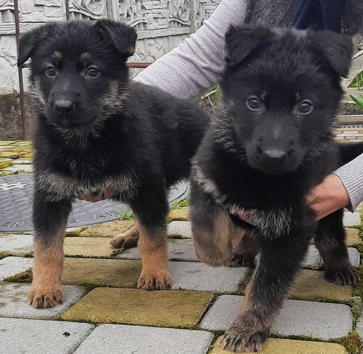 Цуценята німецької вівчарки