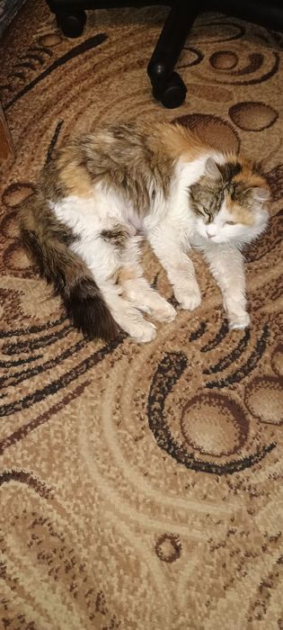 Стерильные кошки. Кошка даром. Котенок бесплатно. Котята