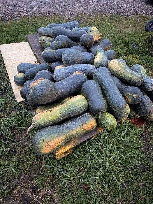 Dynia Lunga piena di Napoli