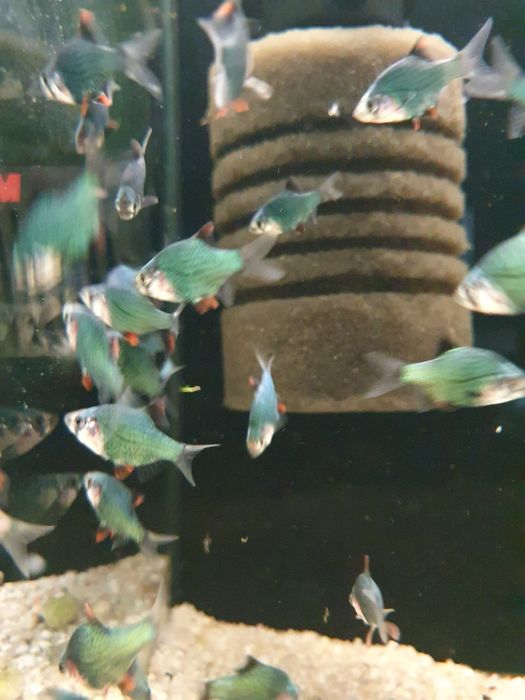 Brzanka Mszysta Kraków (Swoszowice)