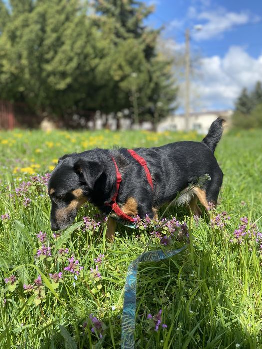 Petsitter, opiekun psów Trójmiasto