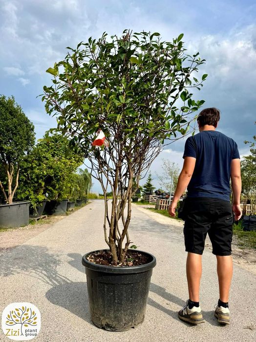 Photinia fraseri Red Robin, Głogownik, 200-250, 300-350cm, wielopniowy