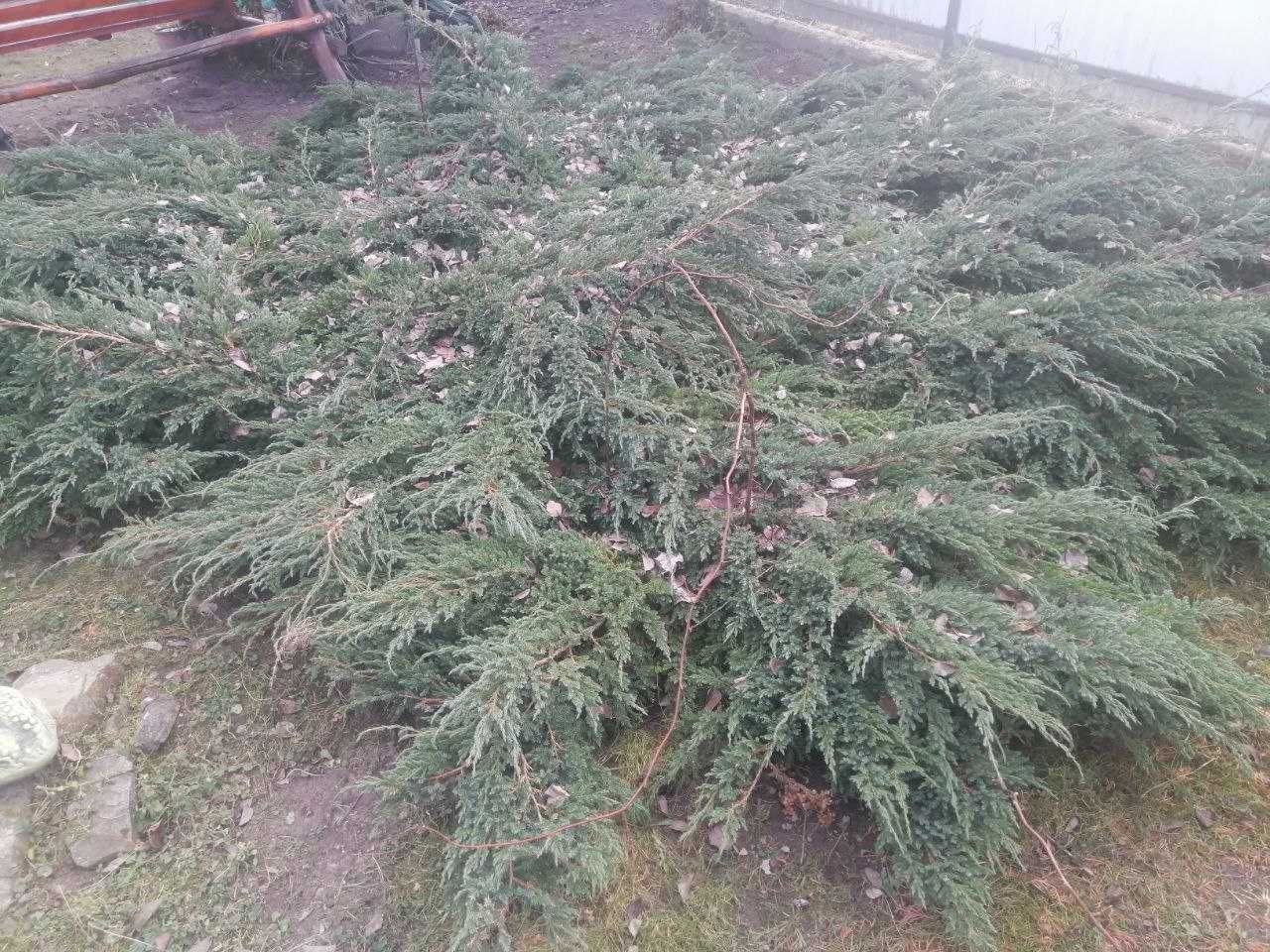 Ялівець лускатий "Блю Карпет"