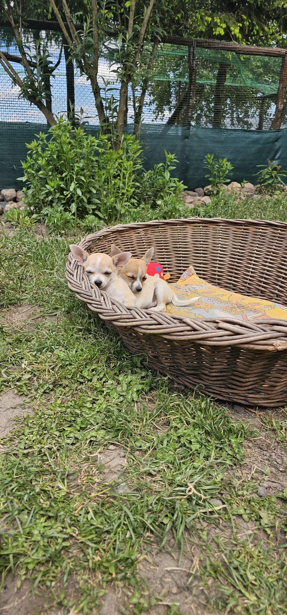 Chihuahua piesek gotowy do odbioru