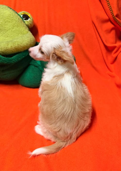 Chiński Grzywacz  piesek po Championach