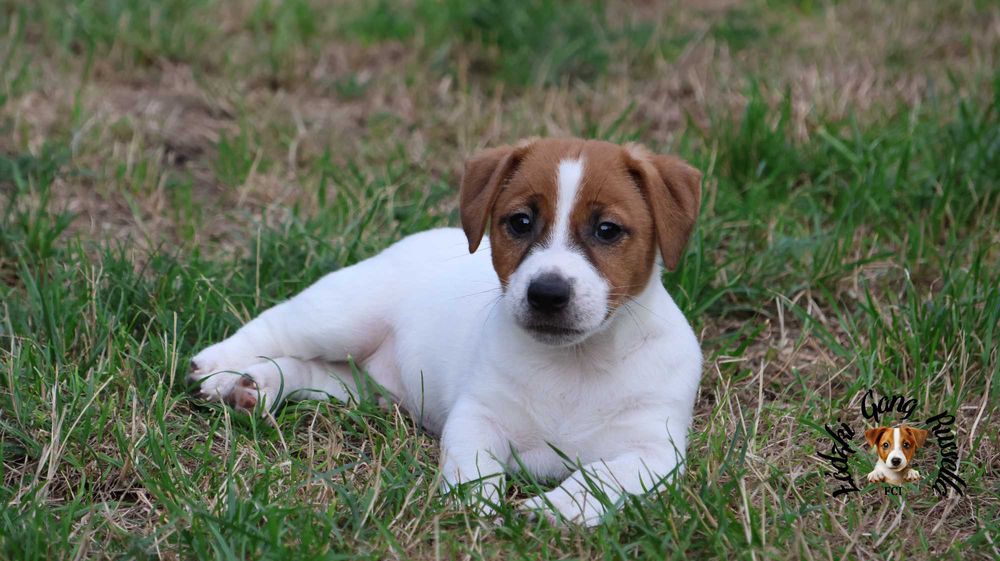PIESEK Jack Russell Terrier ZKwP FCI  /badania genet/