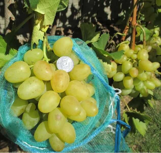 Черенки и саженцы  винограда