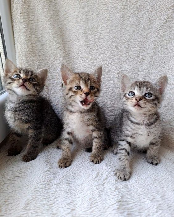 Классные шотландские котята