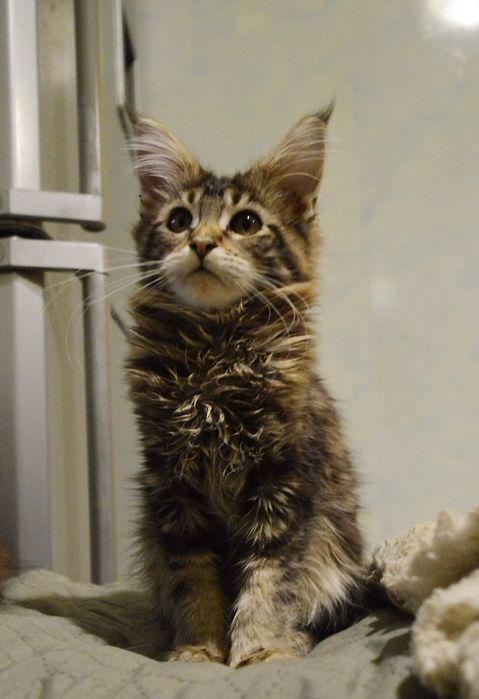 Хлопчик, вік 3 міс. чорний мармуровий. Розплідник