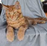 Maine Coon kocurek może już opuścić hodowlę   d22 rodowód FPL