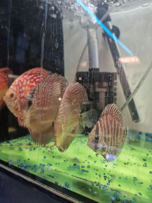 Paletka mix ,Red Mape  Snake Skin Kraków (Swoszowice )