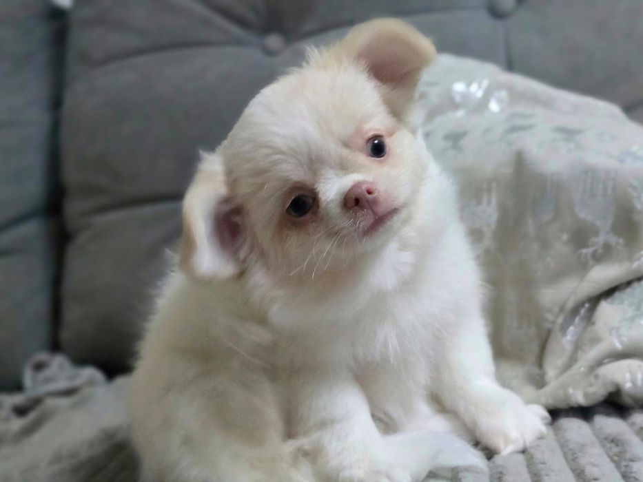 Chłopiec chihuahua długowłosy fci