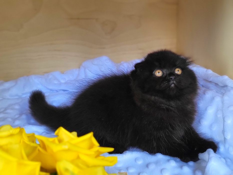 Zwisłouchy kocurek z rodowodem WCF