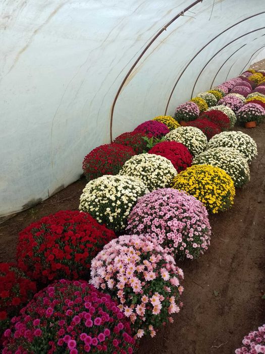 Chryzantemy drobnokwiatowe z możliwoscią transportu.Producent