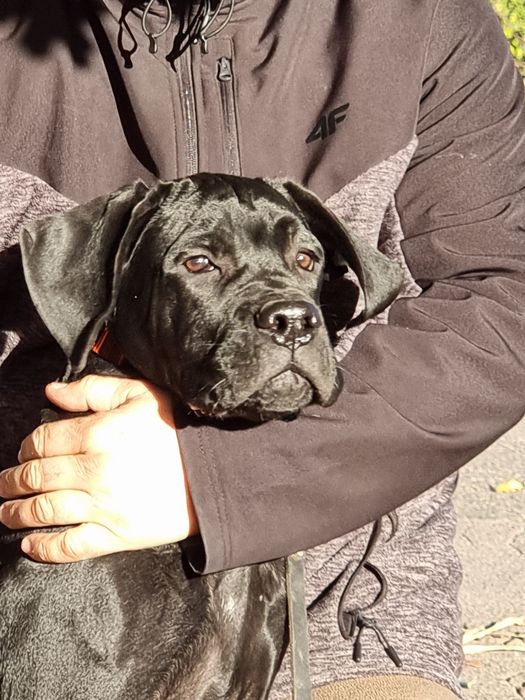 Кремезний хлопчина! Кане корсо КСУ - FCI