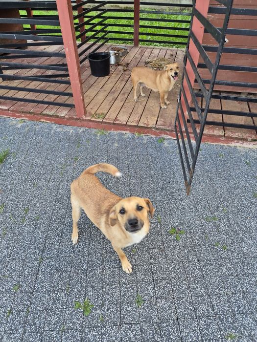 Oddam psiaki za darmo