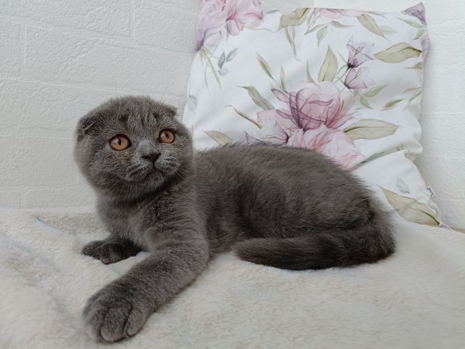 Клубна дівчинка скоттіш фолд