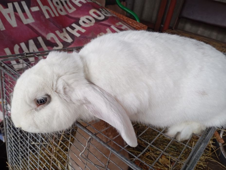 Продам кролів самок і самців