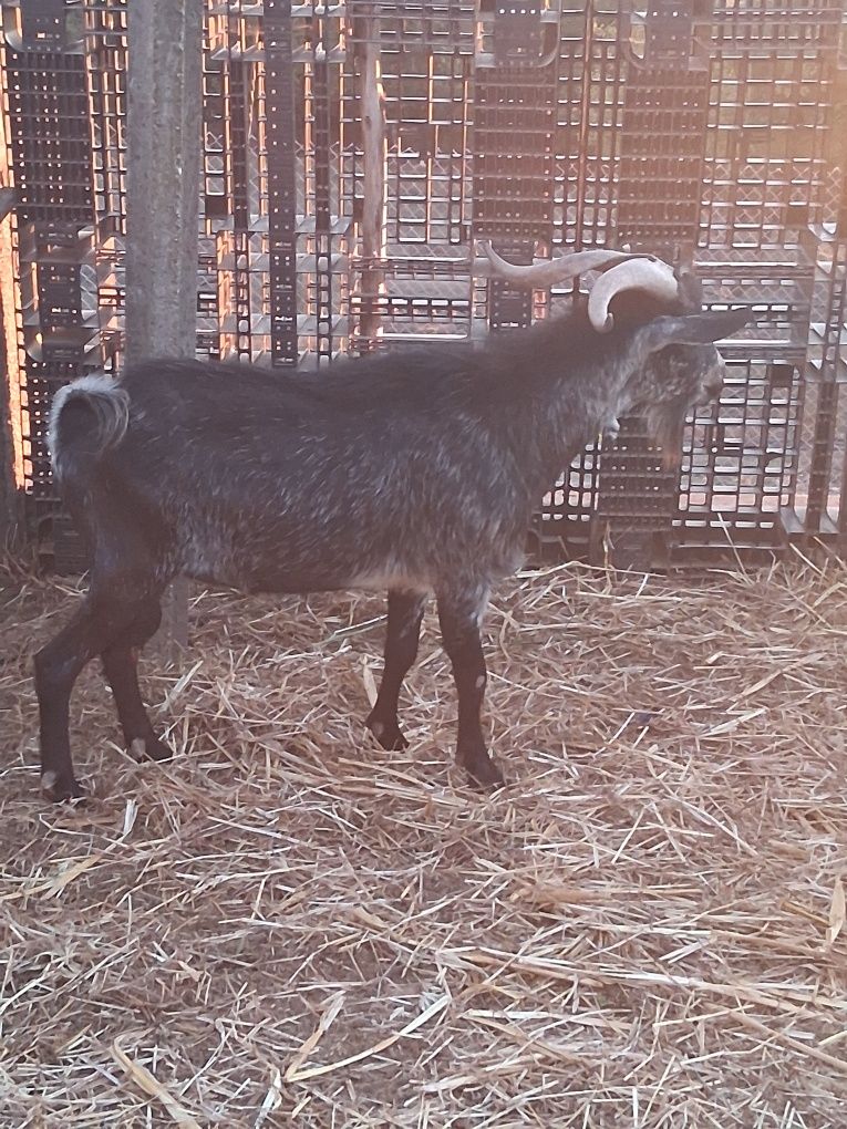Cabrito com 1 ano e meio