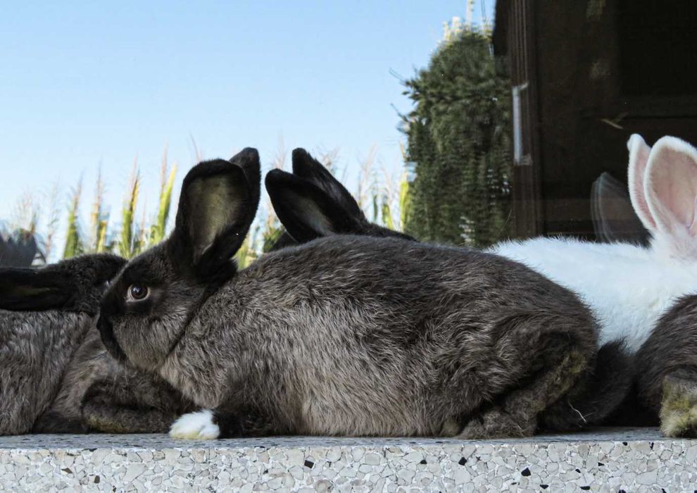 Króliki mieszańce (nowozelandzki + mieszaniec)