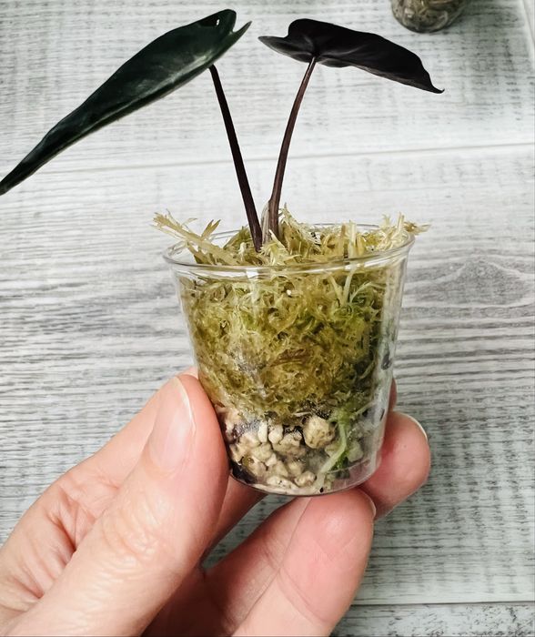 Alocasia набір алоказій  5 сортів