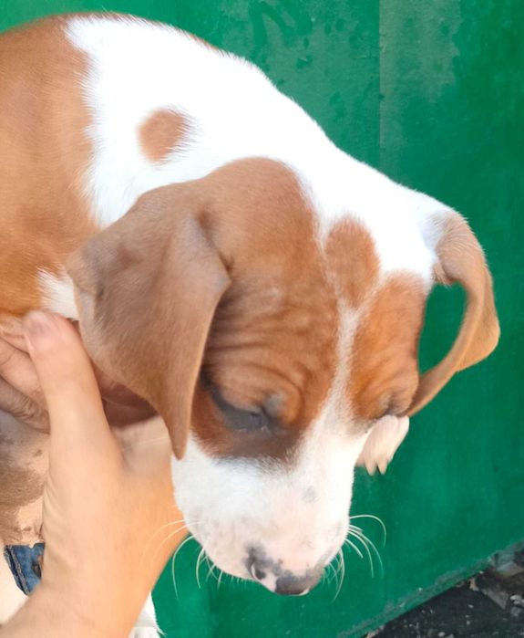 Хлопчик стаффордширского терьєра.