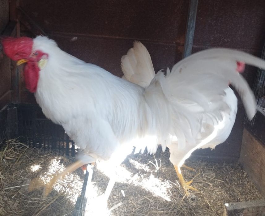 Ovos galinha Malines, Azur e Brahama black