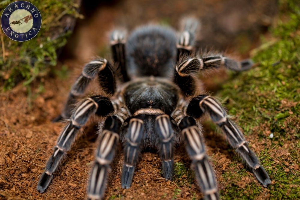 Пауки птицееды скорпионы террариумы корм от клуба "ArachnoExotica"