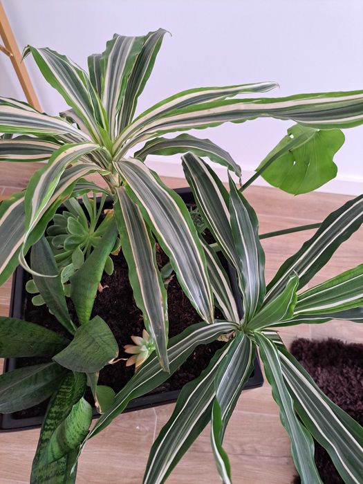 Planta de interior + vaso - Só 22€