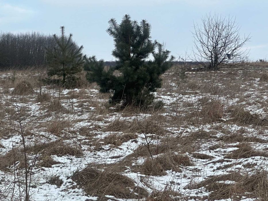 Продається земельна ділянка в Селищі