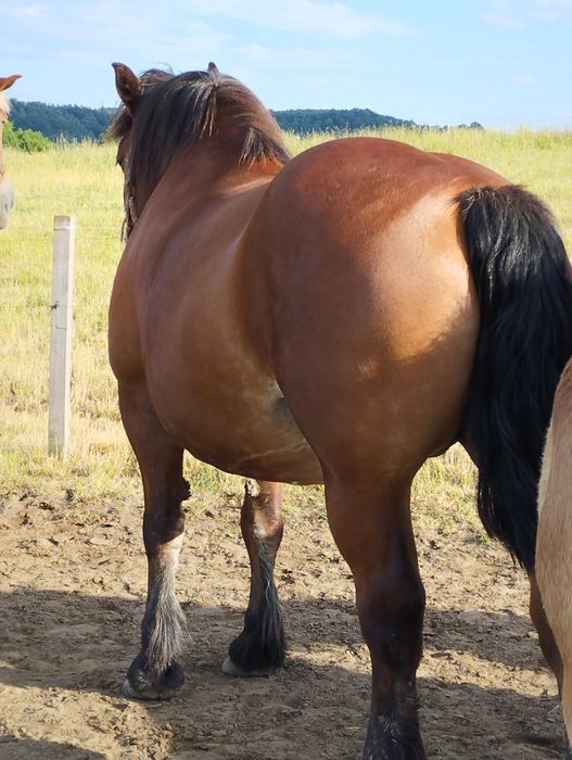 Klacz sztumska 81 pkt programowa