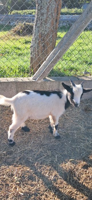 Micro anão ,para estimaçao