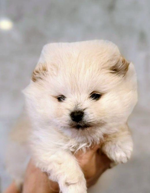 Pomeranian Szpic miniaturowy Piesek