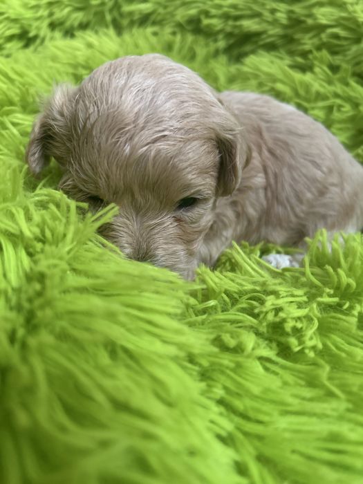 Maltipoo śliczna sunia