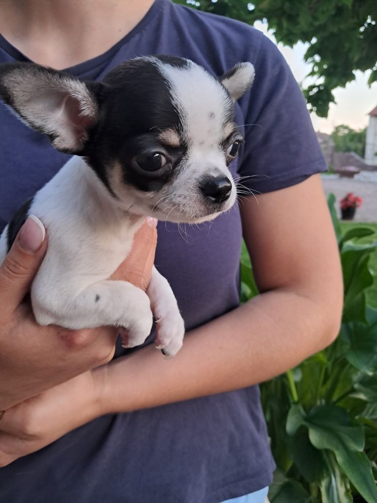 Szczeniak chihuahua