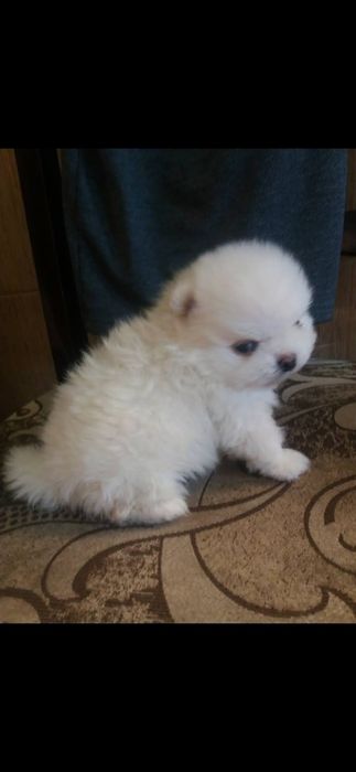 Померанские красавчики