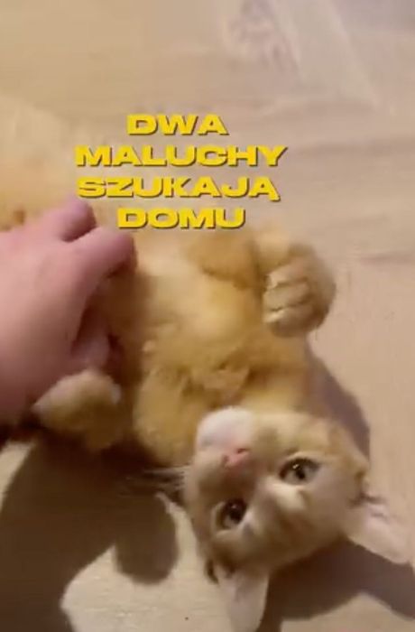 Mają 5 miesięcy i pilnie szukają domu! Mają coraz mniej czasu.