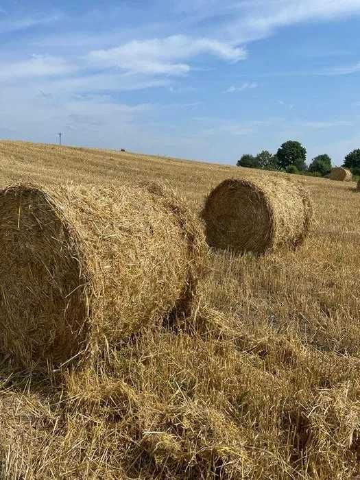 Słoma w belach sucha tegoroczna 2025